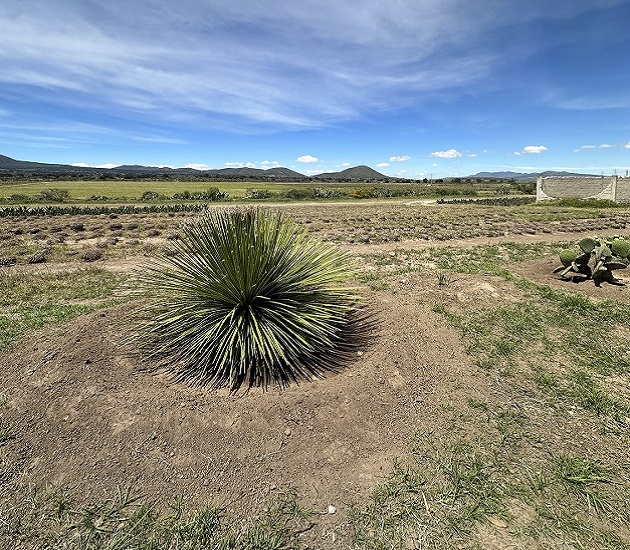 Parque Solar Nueva Xcala reforesta con sotol para conservar el medio ambiente y apoyar a las comunidades locales